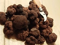 Truffe fraîche de saison du mois d’avril au mois d’octobre