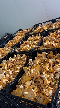 Arrivage de girolles de printemps