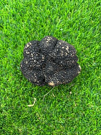 Truffe fraiche prix 220€