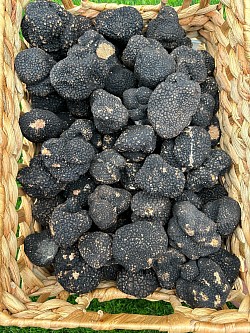 Truffe fraîche 220€ kilo