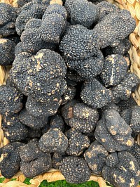 Truffe fraîche, 220 € le kilo