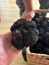 Truffe fraiche