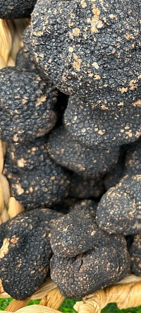 Truffe fraîche 220€ le kilo