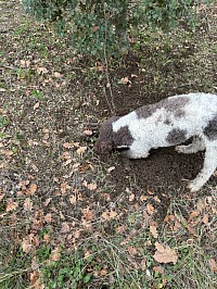 Une journée à Truffe