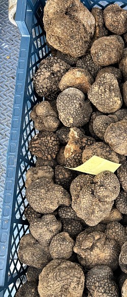 Truffe, fraîche du jour