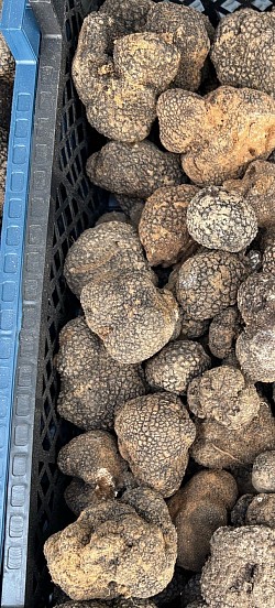 Truffe, fraîche du jour